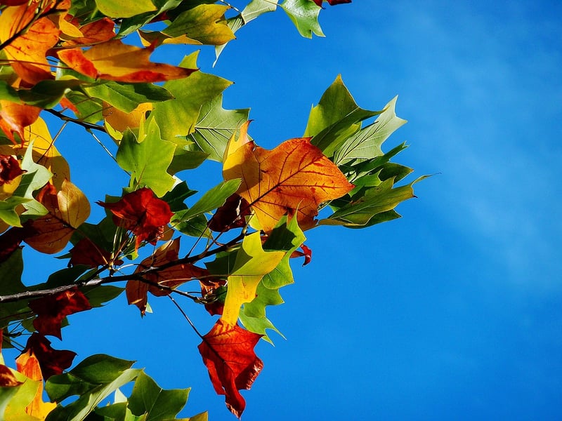 Autumn Flower Arrangement